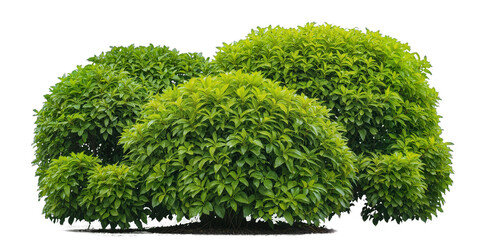 Lush garden display, rounded ornamental bushes and dense foliage isolated on transparent background, ideal for gardening, landscape design, outdoor decoration, and nature elements. Generative AI