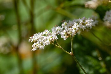 Inflorescence of the buckwheat Fagopyrum dibotrys