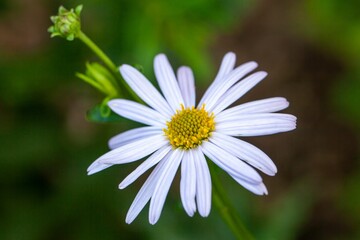 Flower of a Kalimeris lautureana plant