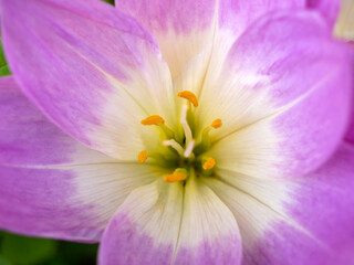 Obraz premium macrophotography of a lilac flower with stamens in close-up. a beautiful bulbous Colchicum plant, beautiful design of invitation cards,
