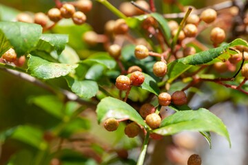 Fruits of Sichuan pepper, Zanthoxylum bungeanum