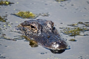 Close-up of an Alligator