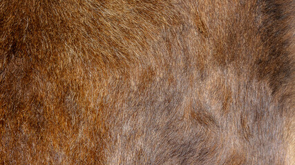 brown boar fur with visible texture