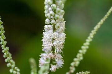 Japanese bugbane, Cimicifuga japonica