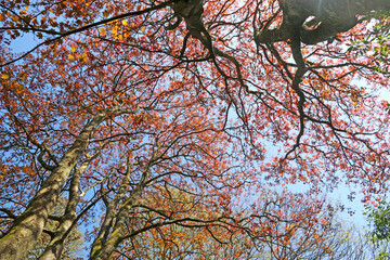 Looking up Acer trees in the Spring