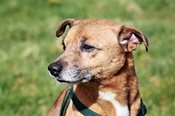 A close-up of a brown dog with a green harness in a grassy field.