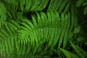 Green fern leaves in forest, closeup