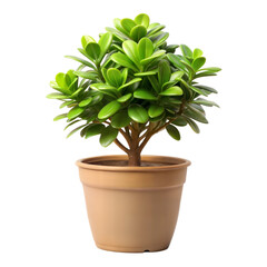 Obraz premium A small, green potted plant with rounded, fleshy leaves sits in a simple beige pot against a dark background.
