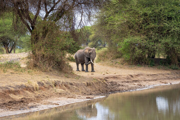 Obraz premium Photo of an elephant headed to the water in Tarangire national park in Tanzania, Africa