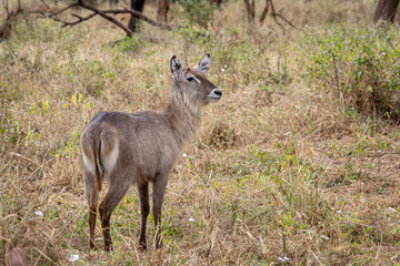 Photo of a common waterbuck in Tarangire National Park in Tanzania, Africa