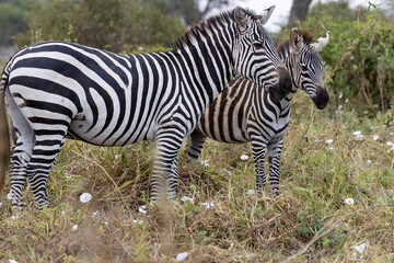 Close up photo of two zebras in Tarangire National Park in Tanzania, Africa