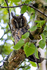 Long-eared Owl (Asio otus), common in woodlands and grasslands across Europe and North America