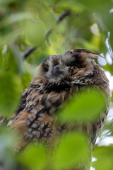 Long-eared Owl (Asio otus), common in woodlands and grasslands across Europe and North America