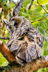 Long-eared Owl (Asio otus), common in woodlands and grasslands across Europe and North America