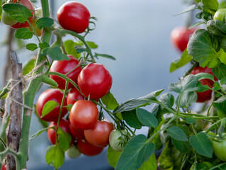 Ripening tomatoes on branches, grown on a farm. Beautiful red ripe tomatoes grown in a greenhouse. Harvesting tomatoes