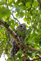 Long-eared Owl (Asio otus), common in woodlands and grasslands across Europe and North America
