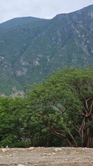 Cerro Tolantongo Arbol Enfrente