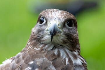 Gyrfalcon (Falco rusticolus), common in Arctic and sub-Arctic regions of North America and Eurasia