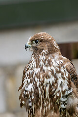 Gyrfalcon (Falco rusticolus), common in Arctic and sub-Arctic regions of North America and Eurasia