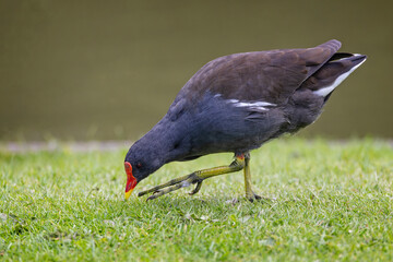 Close up os a Moorhen foraging for food in grass by lake side.