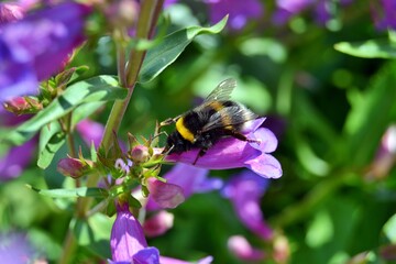 Amazing bumblebee on a flower, England