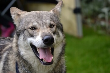 Obraz premium Wolf dog at the Wild Fair, Oxford