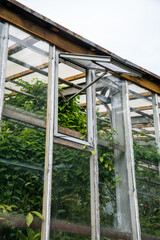 Obraz premium Open window vents in greenhouse for ventilation with tropical plants and flowers. Caring for rare plants, maintaining microclimate, optimal growing conditions, cultivation in hothouse