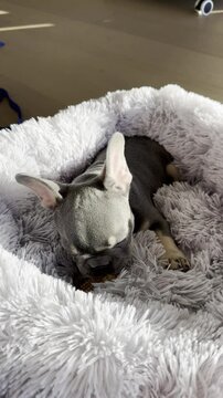 French bulldog puppy sitting in a dogbed,  puppy looking at the camera close-up, blue color of French bulldog, dog with blue eyes, eating bone
