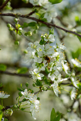 abeille qui butine 