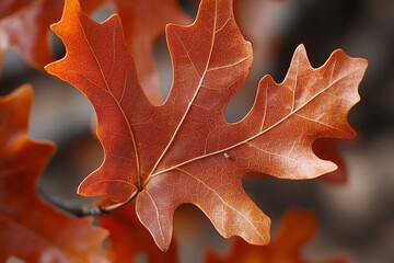 Fototapeta premium Single Orange and Yellow Maple Leaf in Autumn, Close Up on Texture and Veins, Nature Background