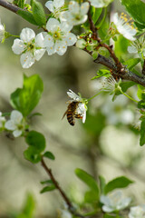 abeille qui butine 