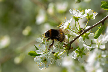 abeille qui butine 