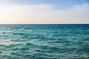 Tranquil seascape with soaring seagull in Varadero, Cuba