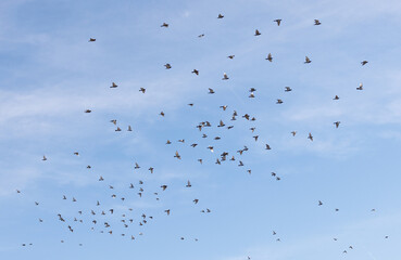 flock of birds