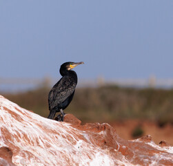 shag bird on a rock 