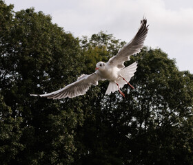 gull in flight 