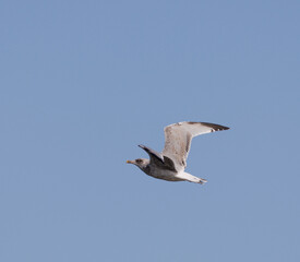 seagull in flight