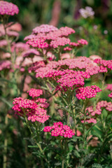 Achillea millefolium flowers on a blurred background