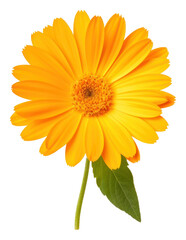 Naklejka premium PNG Calendula flower calendula petal.
