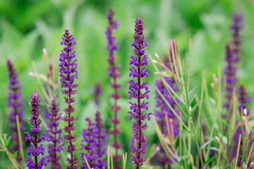 Beautiful blue lavender flowers in the garden