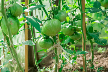 Black tomatoes on a branch in the garden.