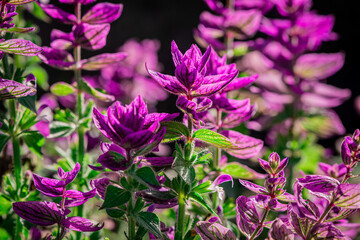 Beautiful blue salvia viridis flowers with leaves in a garden