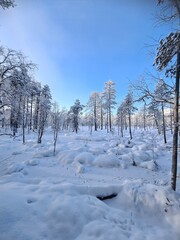 winter landscape with trees and snow