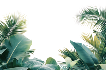 PNG Tropical leaves against white background