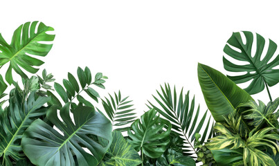 PNG Lush tropical leaves on white