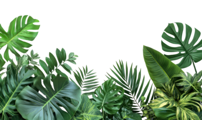 PNG Lush tropical leaves on white