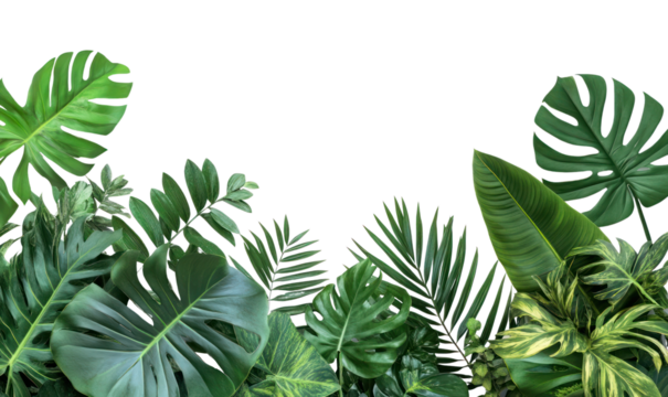 PNG Lush tropical leaves on white