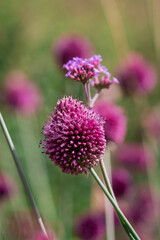 Beautiful African lily (Agapanthus) flower