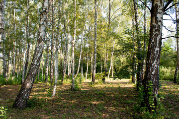 A grove of birch trees on a sunny day.