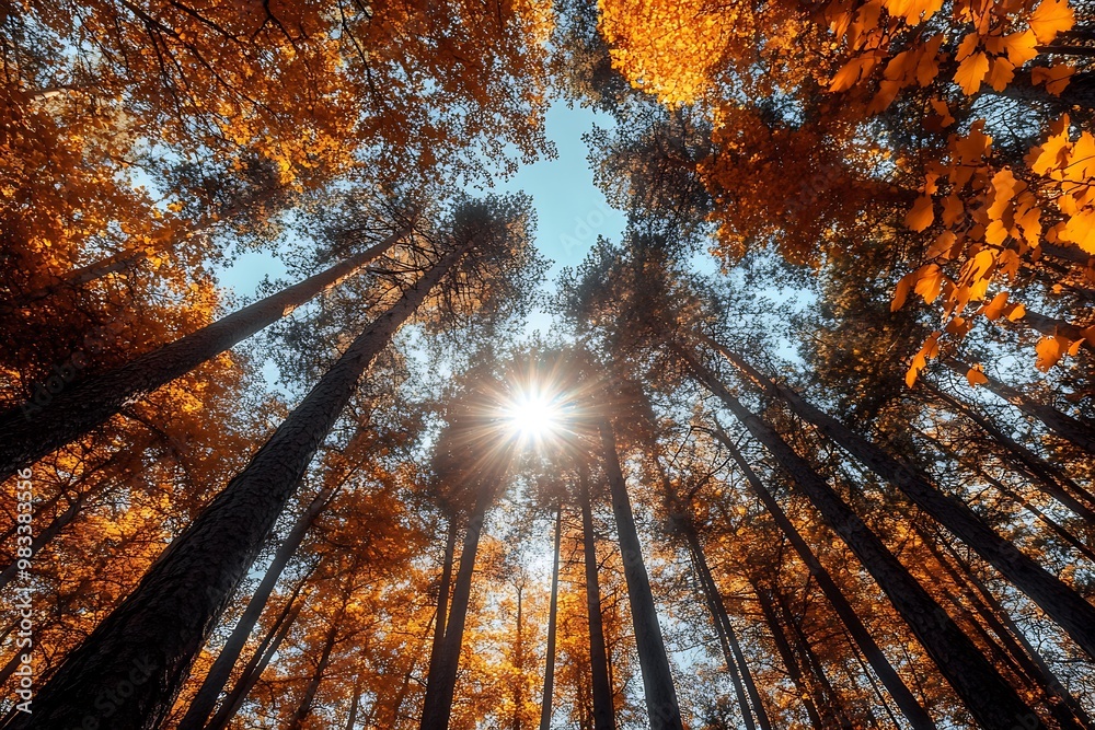 Poster Sun Shining through Autumn Trees in Forest Canopy